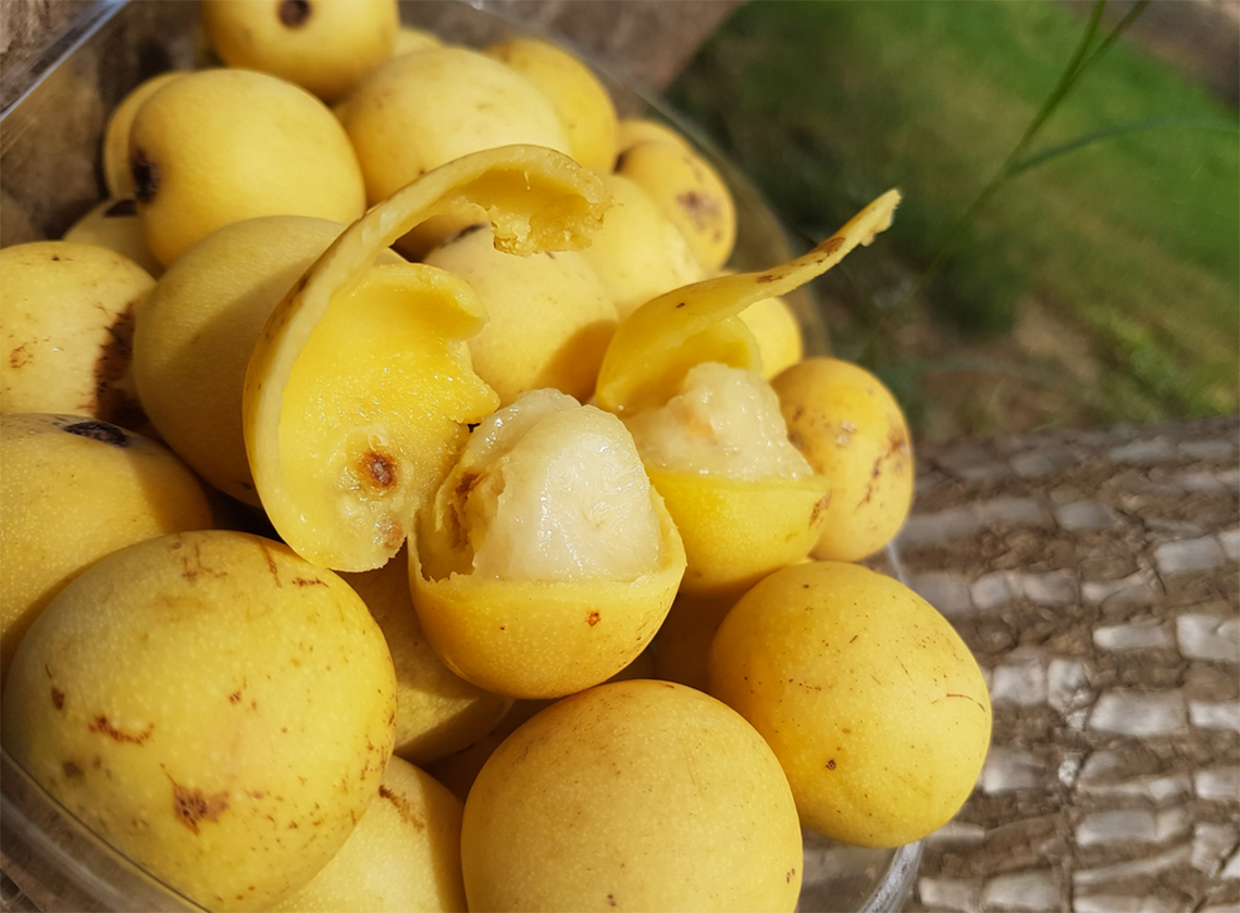 marula oil benefits for hair