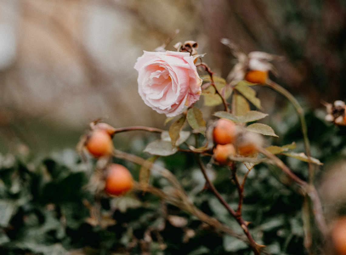 how to use rosehip oil
