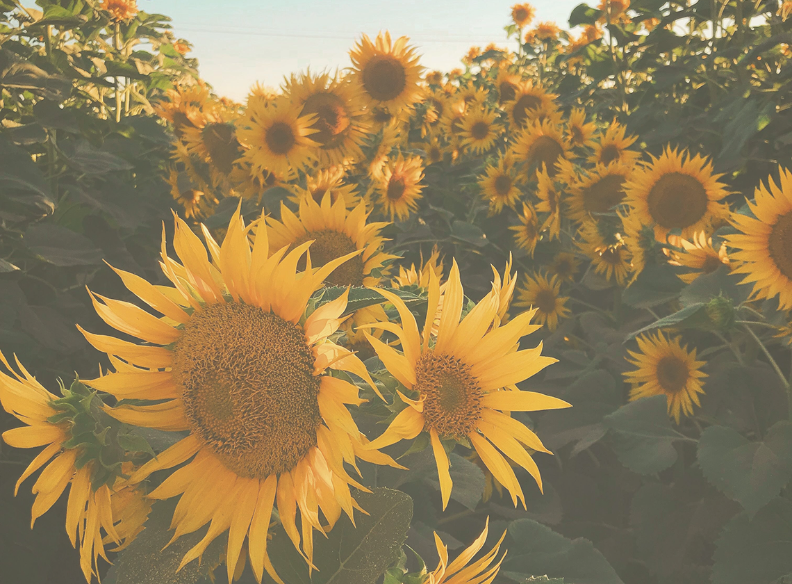 Vitamin E Oil: The Antioxidant Superstar your Skin Needs