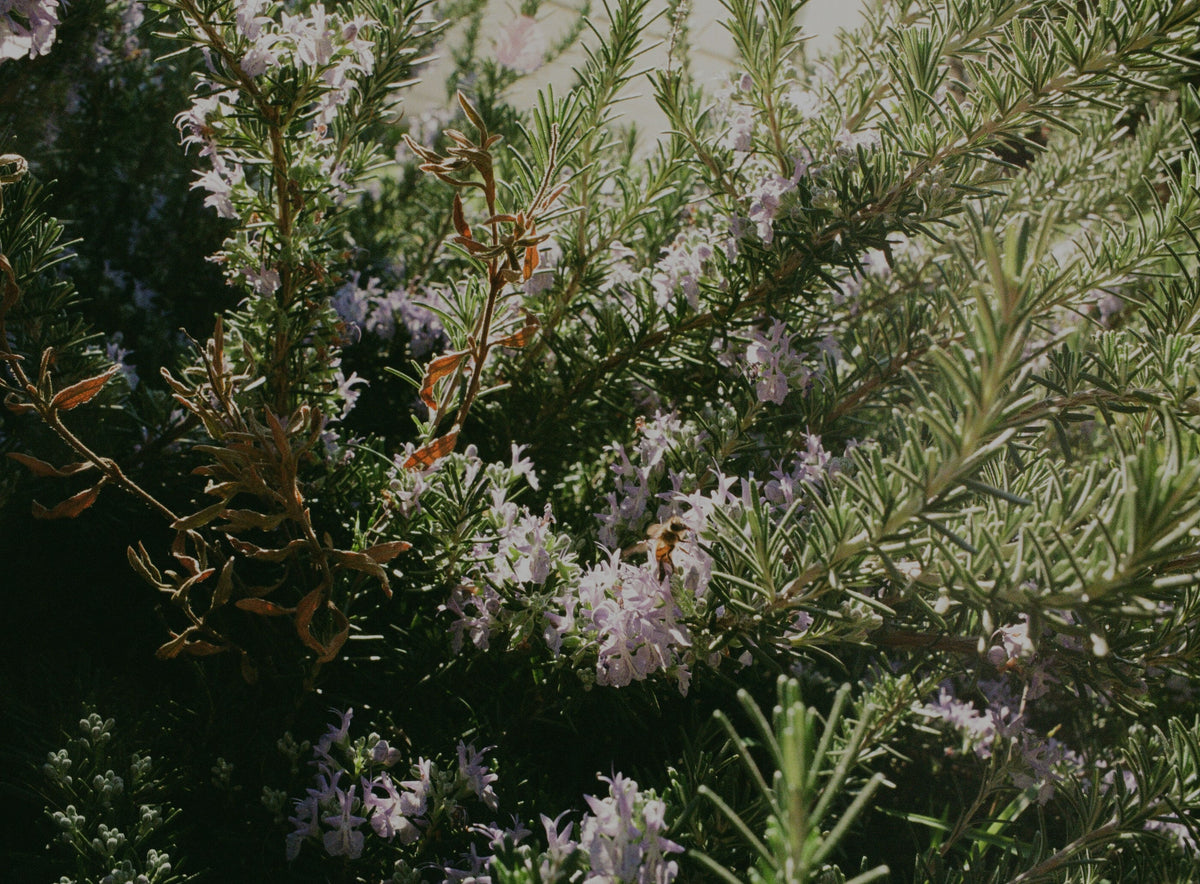 Rosemary and Rice Water: The Ultimate Dreamy Hair Combo