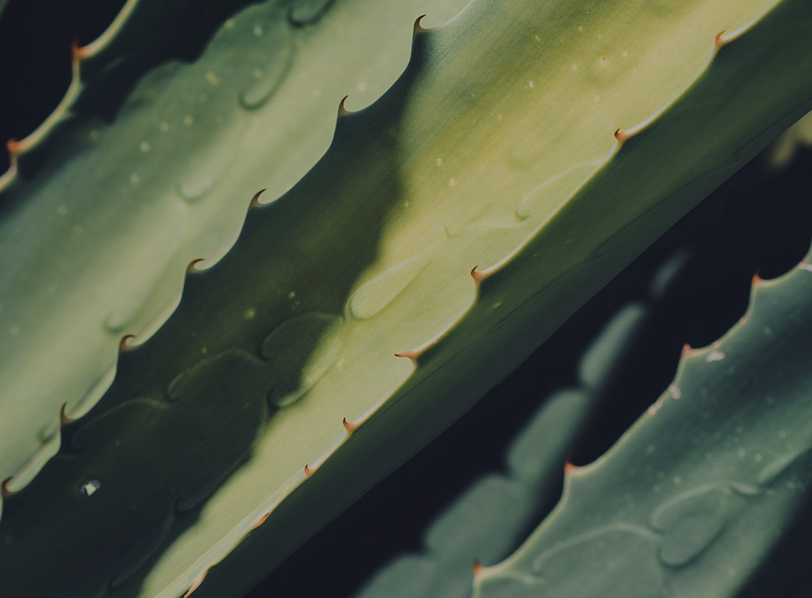 Benefits of Aloe Vera for Your Hair, Skin, and Overall Health
