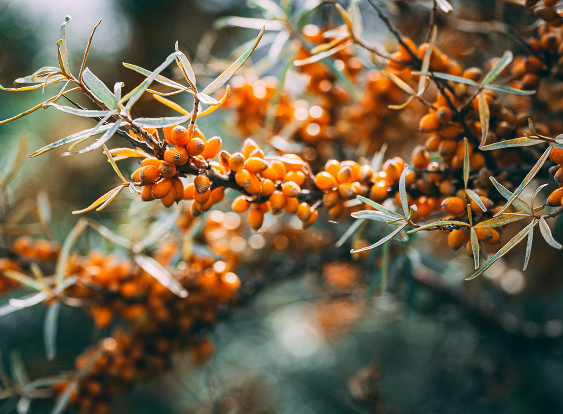 Sea Buckthorn and Willow Bark: A Dream Combo for Gorgeous Skin
